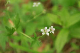 Image of Geranium pseudosibiricum J. Mayer