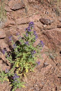 Phacelia bakeri (Brand) J. F. Macbr.的圖片