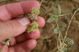 Слика од Tribulus macropterus var. arabicus (Hosni) F. Al-Hemaid & Jacob Thomas