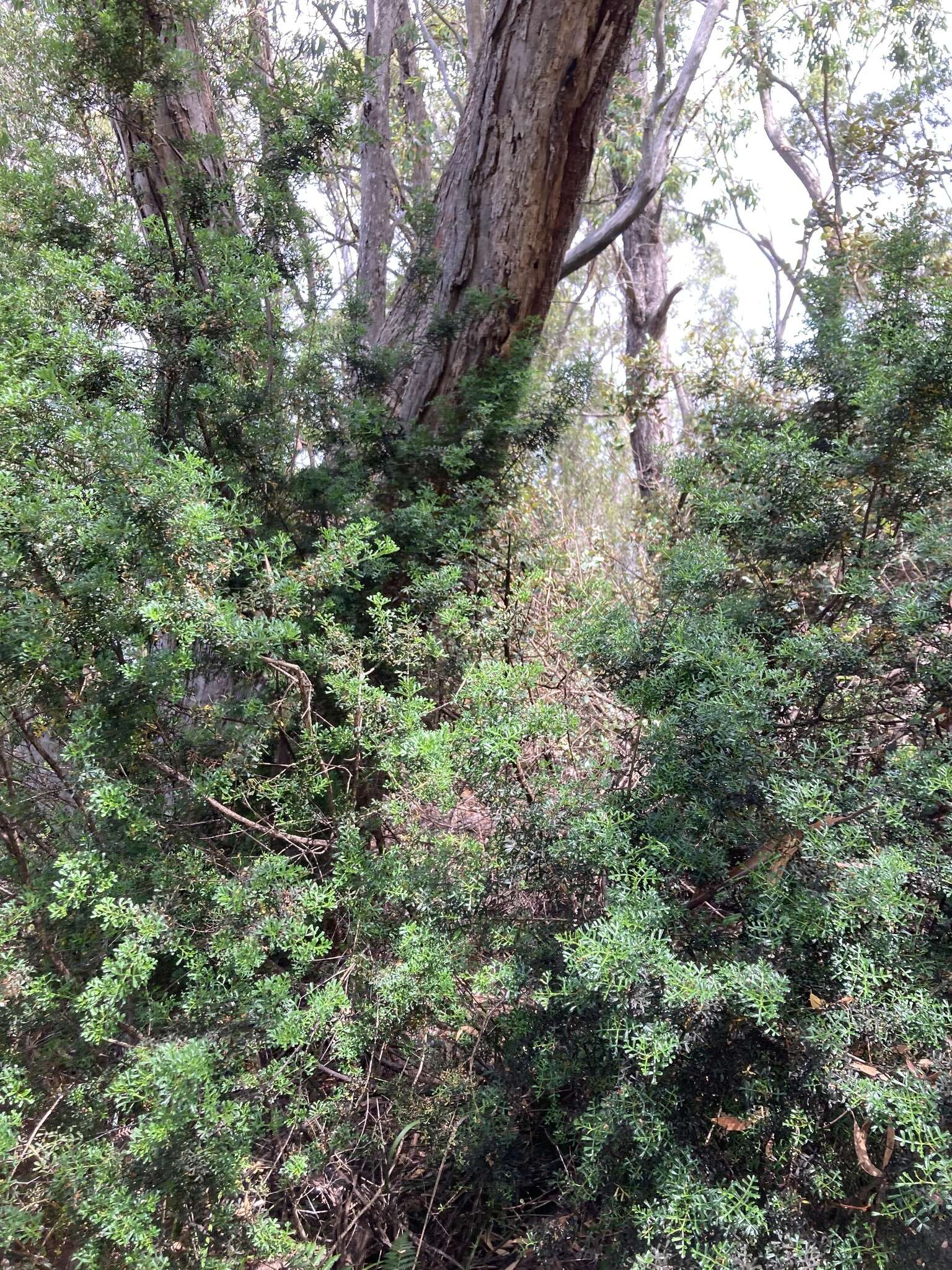 Image of Cyanothamnus anemonifolius subsp. variabilis