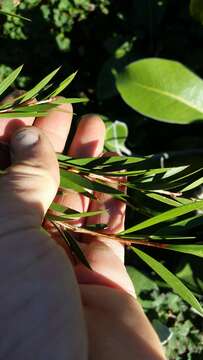 صورة Callistemon subulatus Cheel