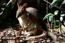 Image of Red-legged Pademelon