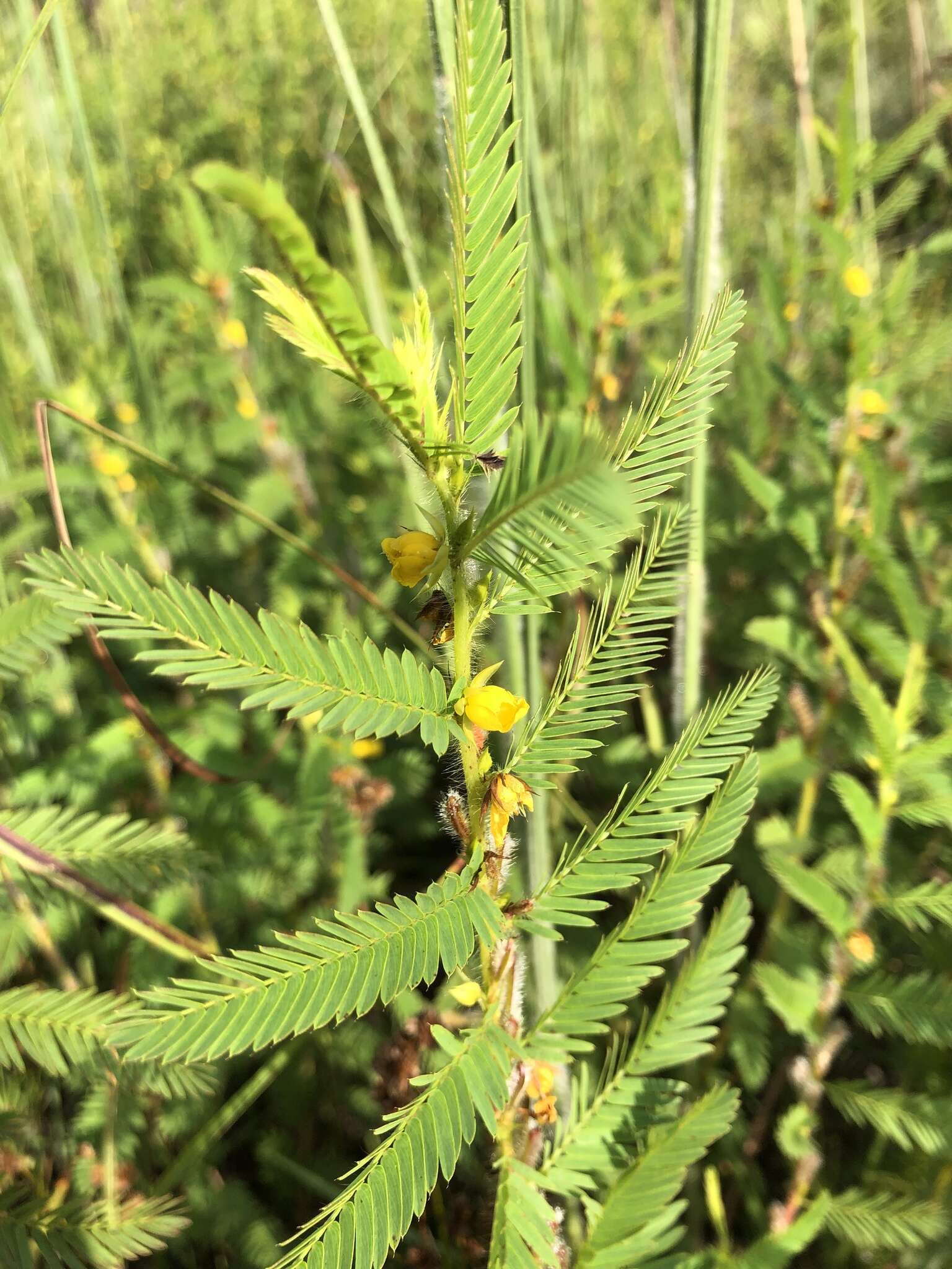 Chamaecrista nictitans var. aspera (Elliott) Torr. & A. Gray的圖片