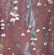 Image of Calyptella totara (G. Cunn.) W. B. Cooke 1961