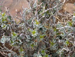 Image of Macledium spinosum (L.) S. Ortiz