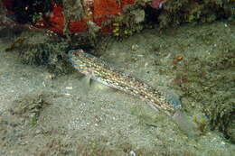 Image of Hoese&#39;s sandgoby