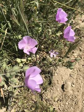 Image of Parry's mallow