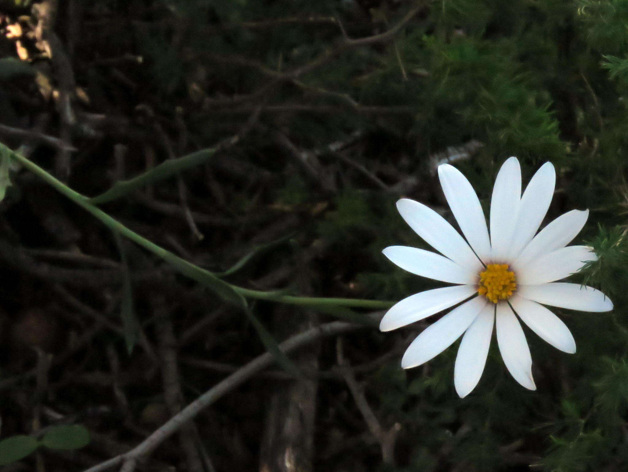 Image de Dimorphotheca zeyheri Sond.