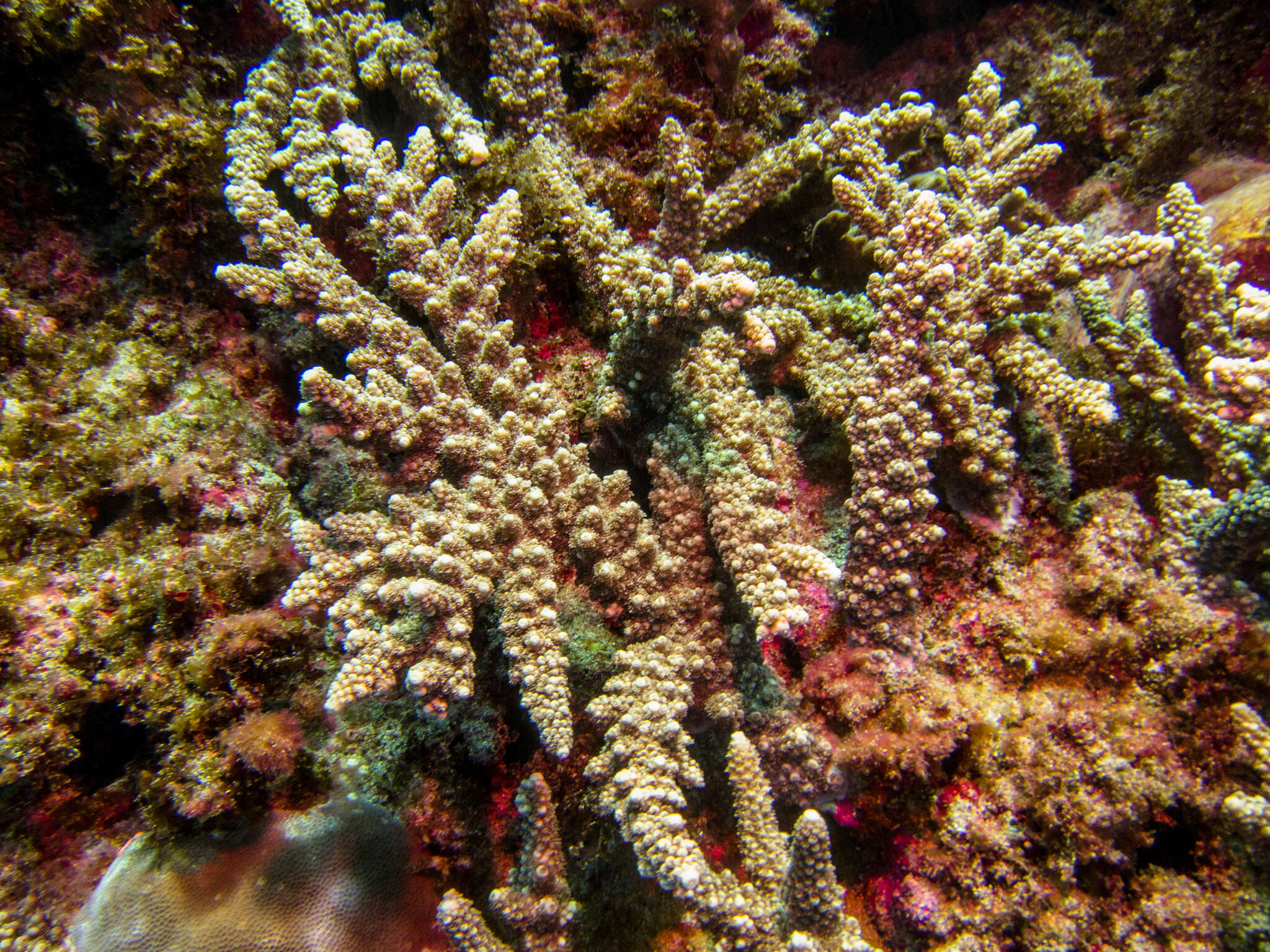 Sivun Acropora florida (Dana 1846) kuva