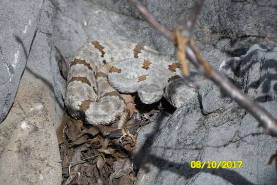 Crotalus lepidus (Kennicott 1861) resmi