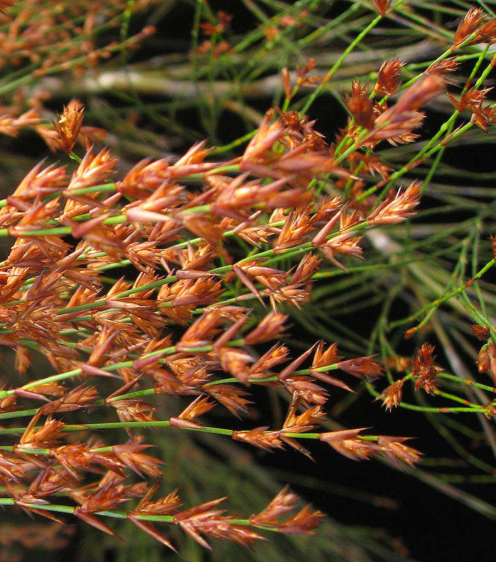 صورة Platycaulos compressus (Rottb.) H. P. Linder