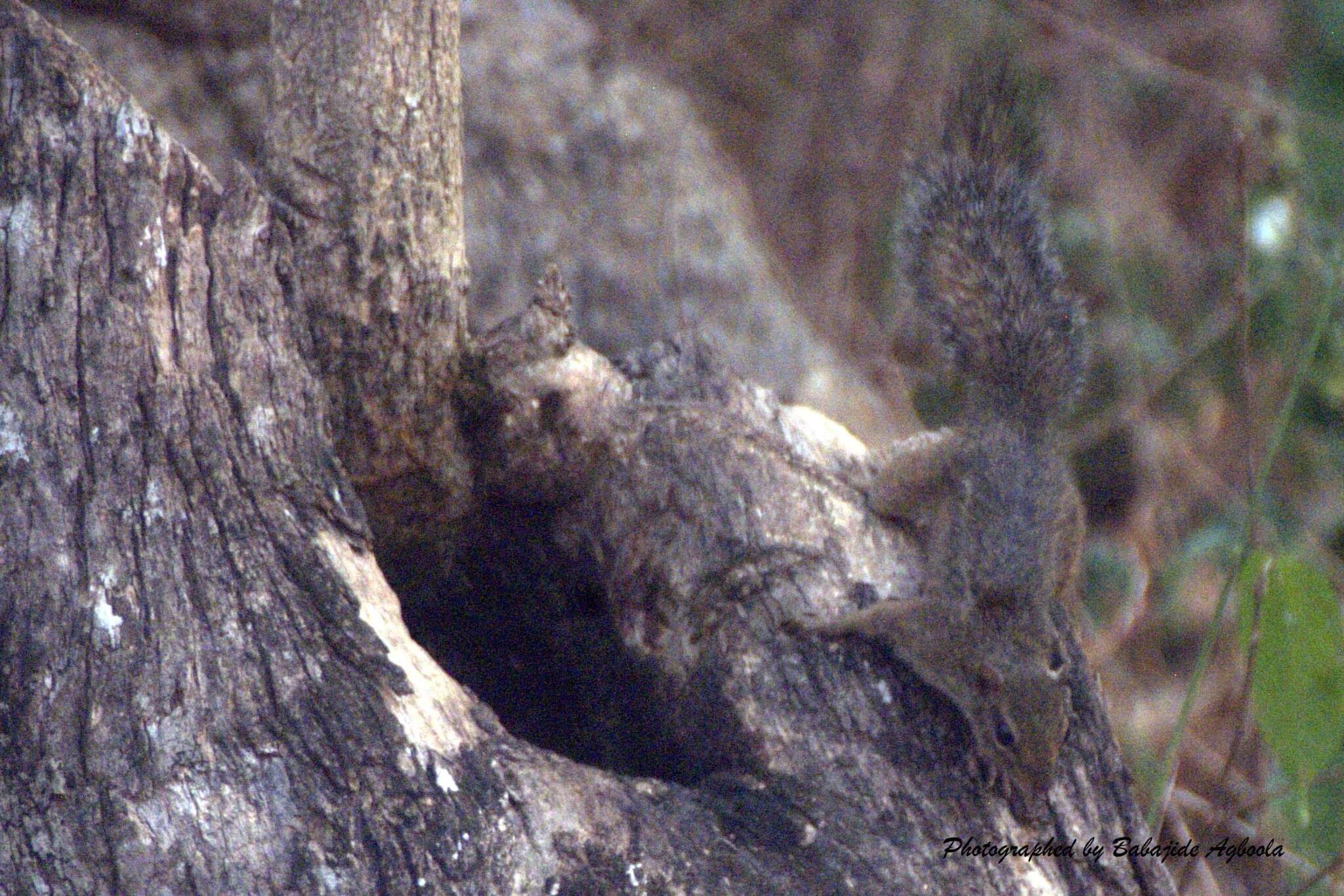 Image of Thomas's rope squirrel