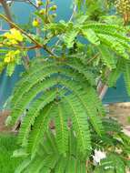 Image of African weeping-wattle