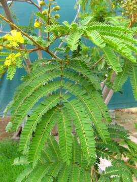 Image of African weeping-wattle