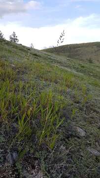 Image of frost grass