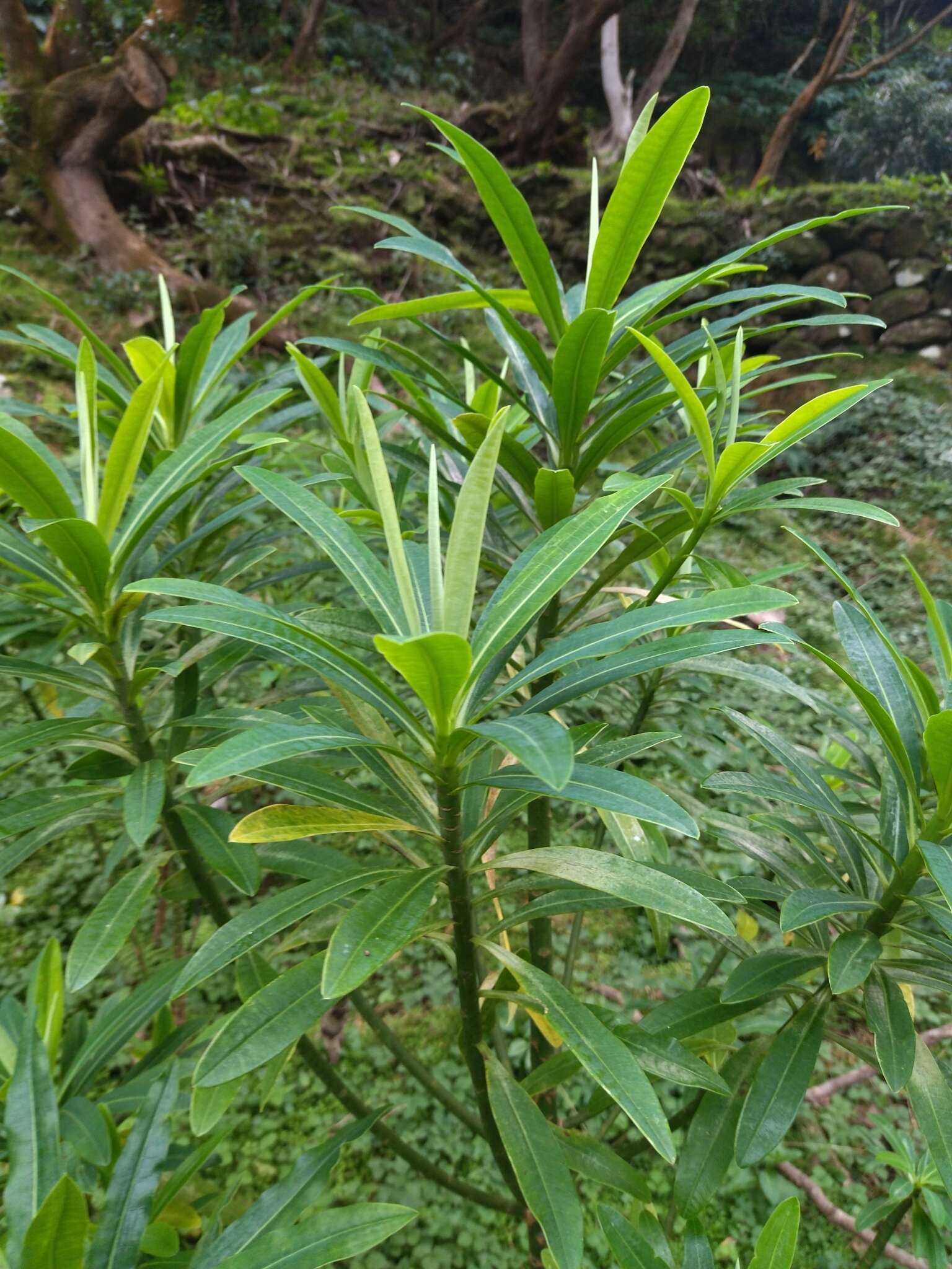 Image of Euphorbia stygiana subsp. santamariae H. Schäf.