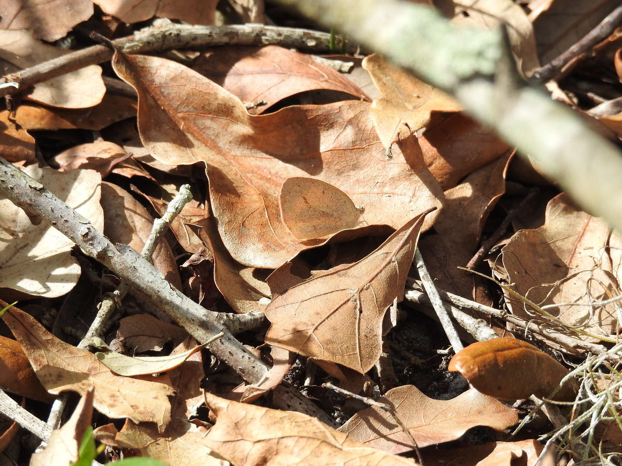 Image of Barred Yellow