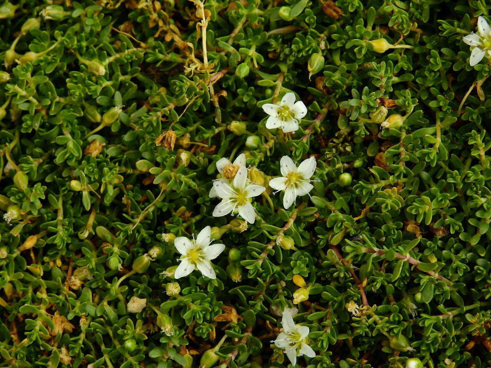 Image of Arenaria serpens Kunth