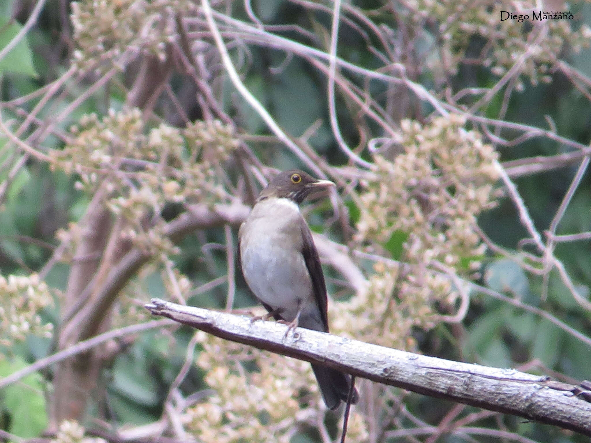 Image of White-throated Robin