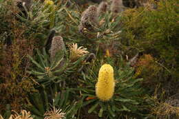 Plancia ëd Banksia attenuata R. Br.