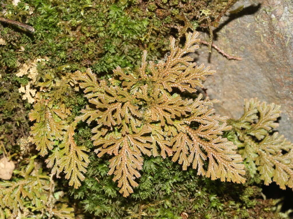 Image of medicinal spikemoss