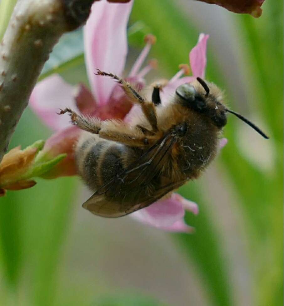 Anthophora crinipes Smith 1854的圖片