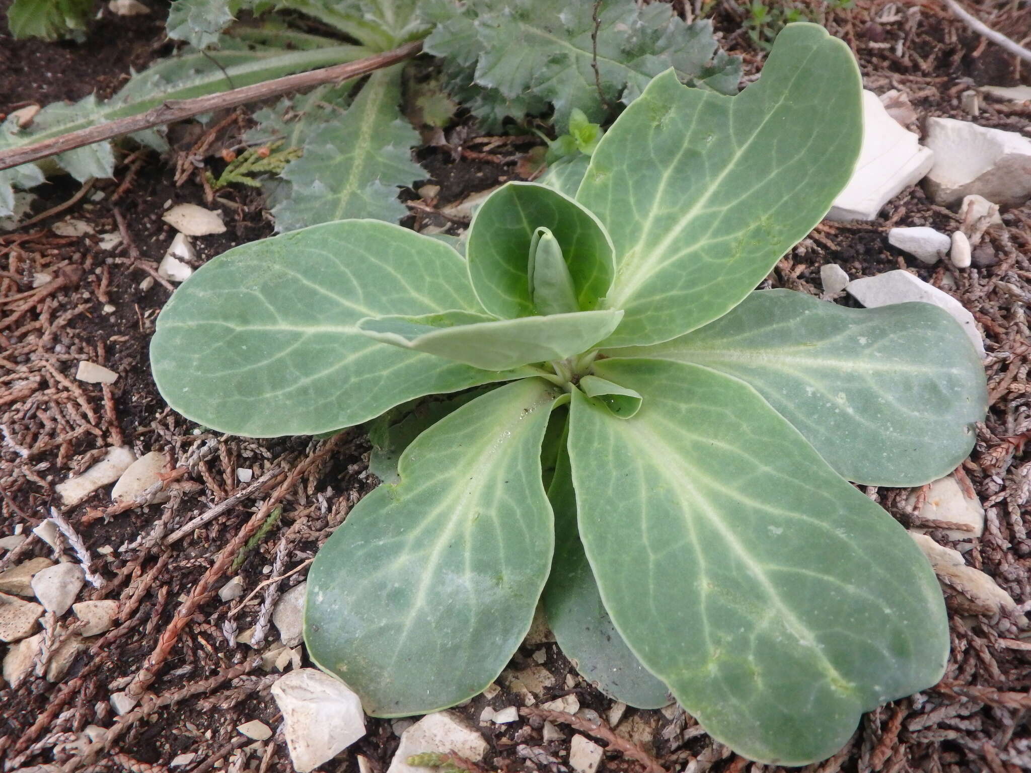 Image of Hylotelephium caucasicum (Grossh.) H. Ohba