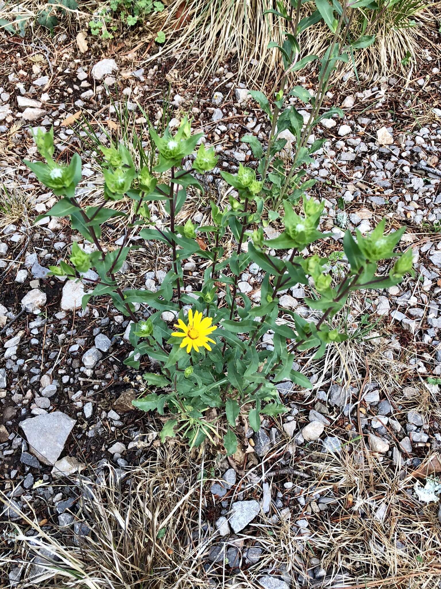 Image of rough gumweed