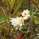 Image of Konor rhododendron