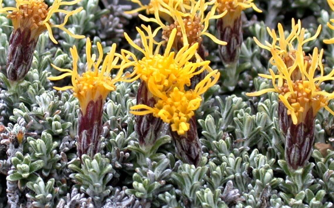 Image of Nardophyllum bryoides (Lam.) Cabrera