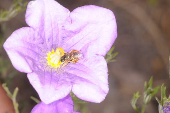 Image of Chalepogenus parvus Roig-Alsina 1997