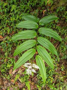 Imagem de Maianthemum harae Y. H. Tseng & C. T. Chao