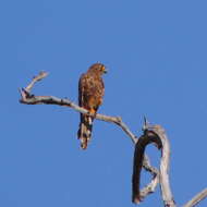 Image of Spotted Kestrel