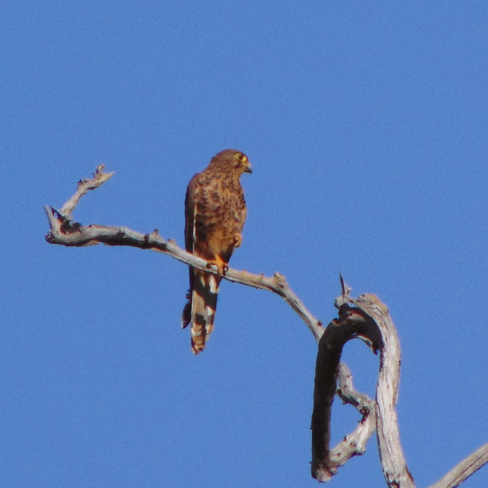 Image of Spotted Kestrel