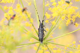 Image of Agapanthia (Epoptes) irrorata (Fabricius 1787)