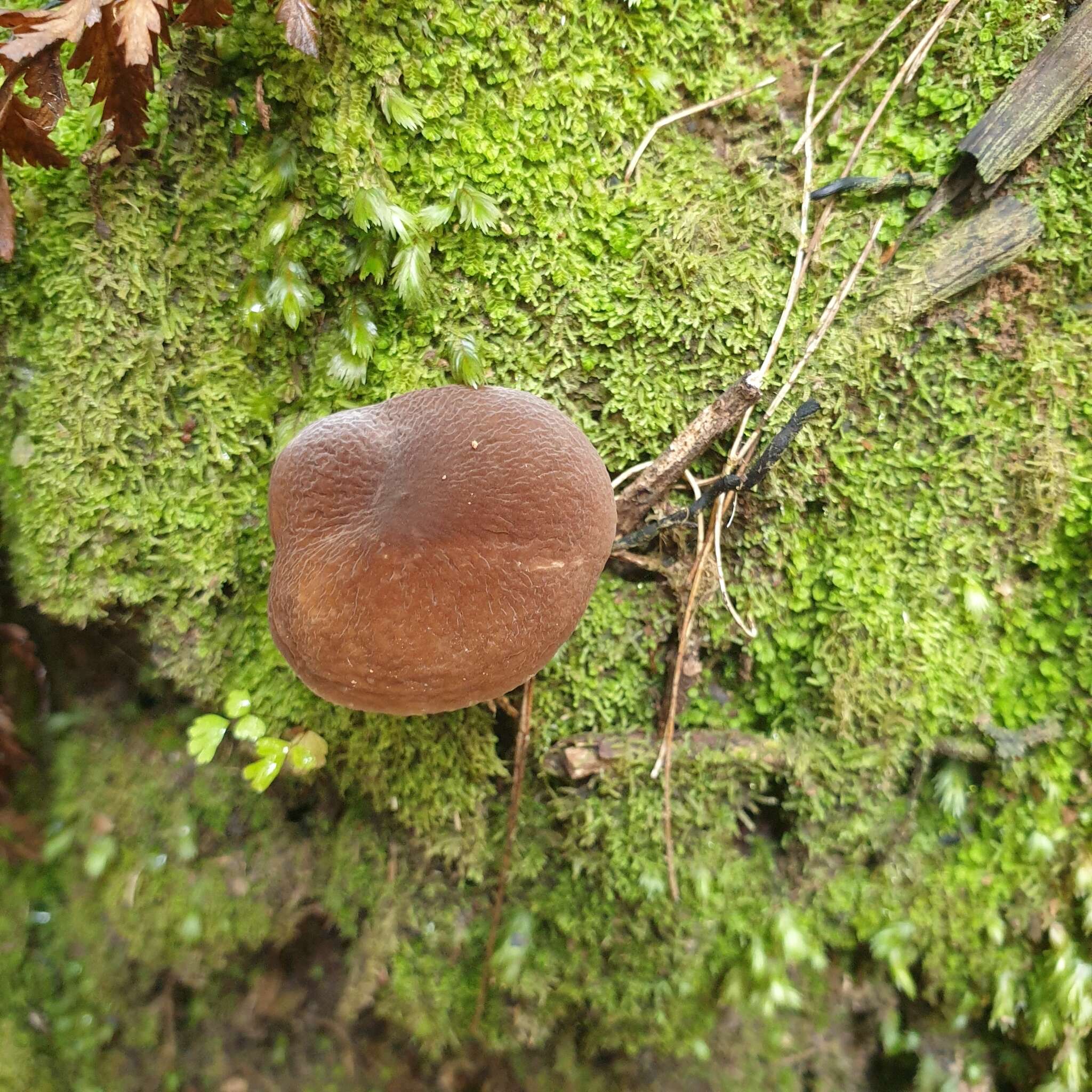 صورة Lactifluus wirrabara (Grgur.) Stubbe 2012