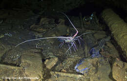 Image of Stripe-leg spiny lobster