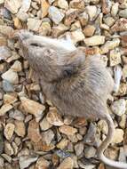 Image of Desert Pocket Mouse