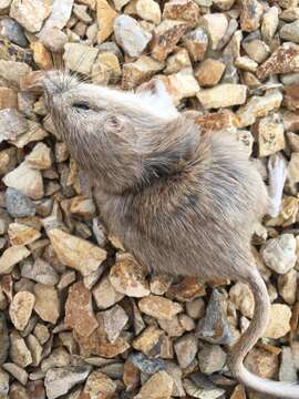 Image of Desert Pocket Mouse