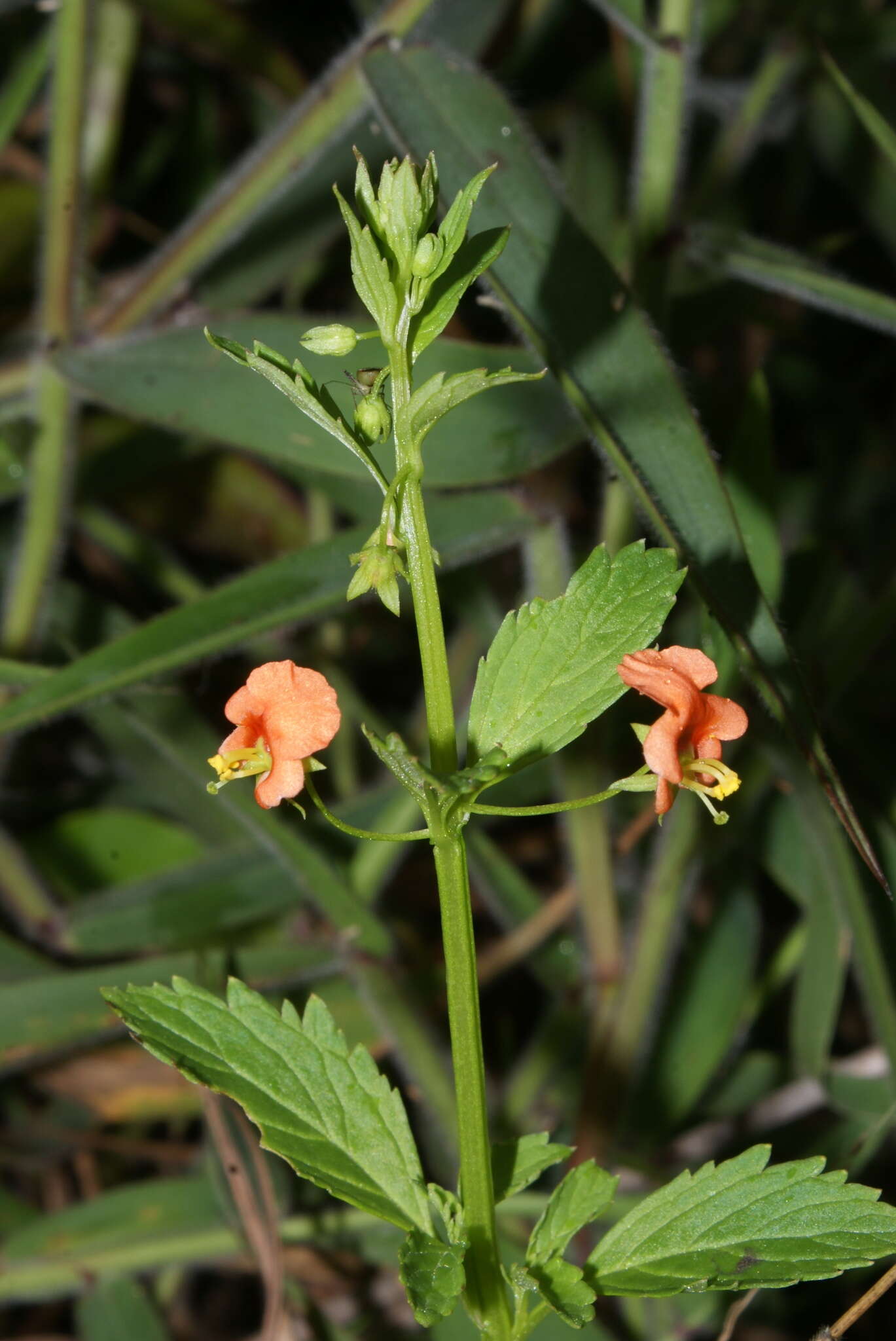 Image of Alonsoa meridionalis (L. fil.) Kuntze