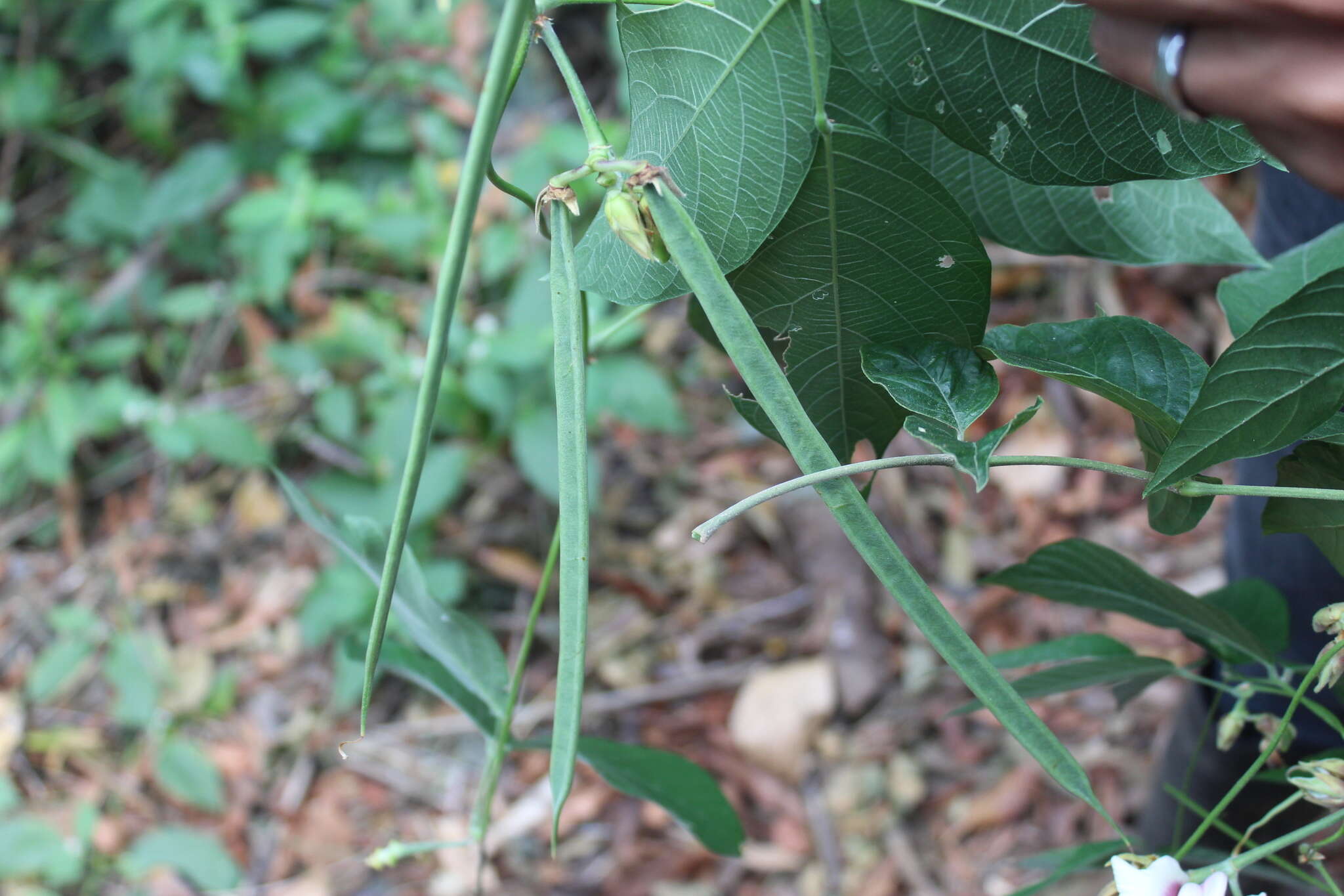 Image of Centrosema macrocarpum Benth.