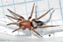 Image of Ground spider