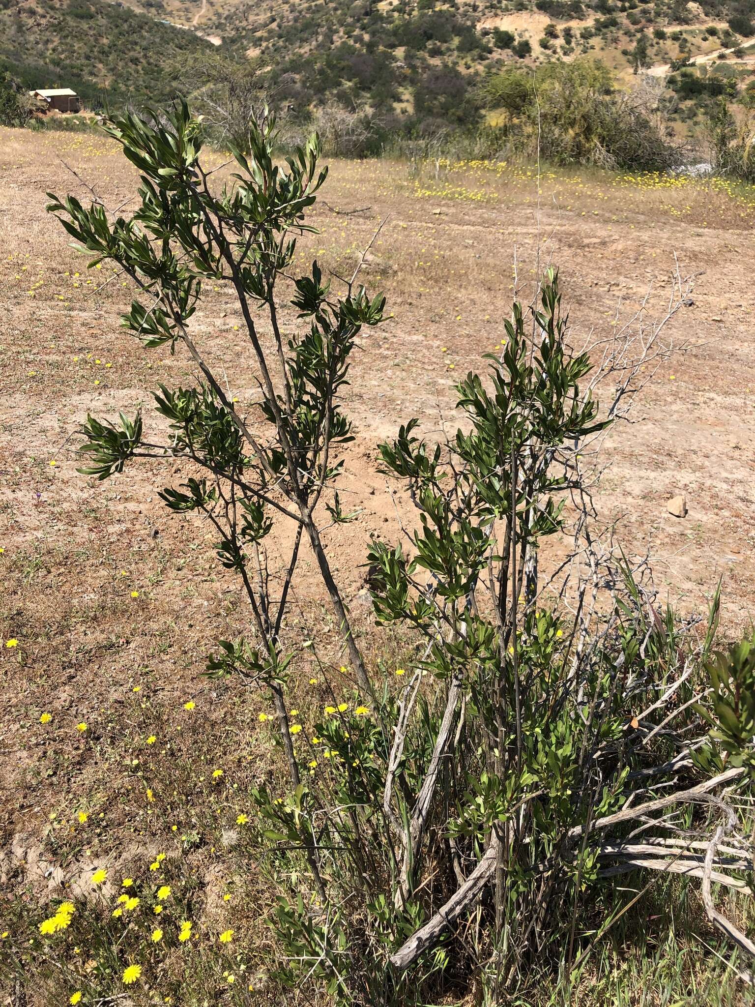 Image de Proustia cuneifolia D. Don