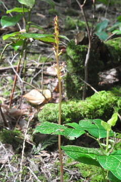 Image of summer coralroot