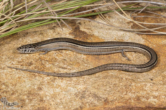 Image de Tetradactylus tetradactylus (Daudin 1802)