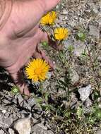 Image of rough gumweed