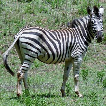 Image of zebra