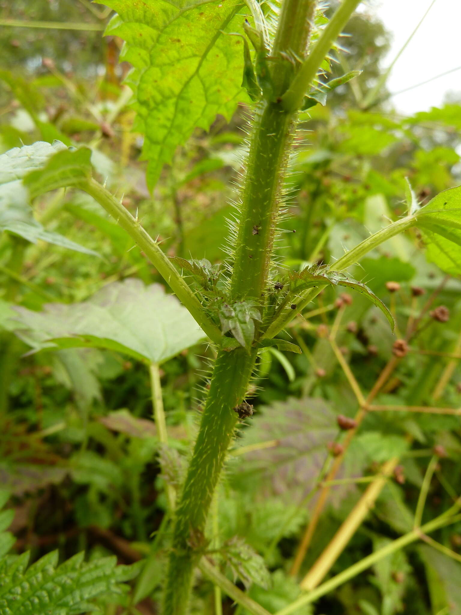 Слика од Urtica kioviensis Rogow.