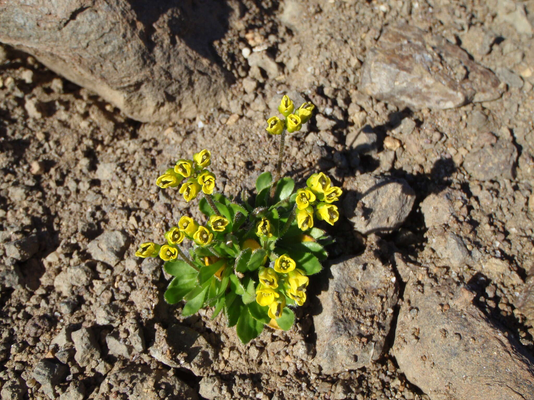 Image of alpine draba