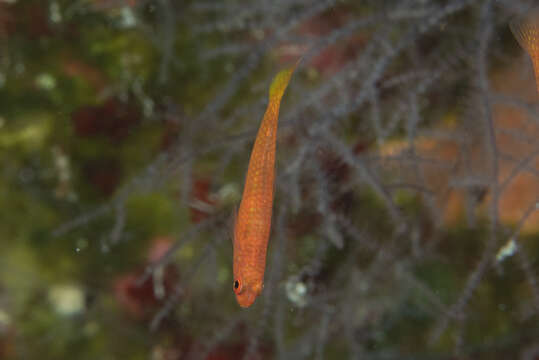 Image of Cave dwarfgoby